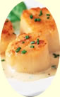 Scallops